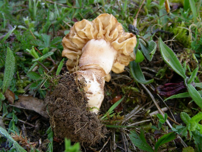 648 Aprile vecchio ritrovamento